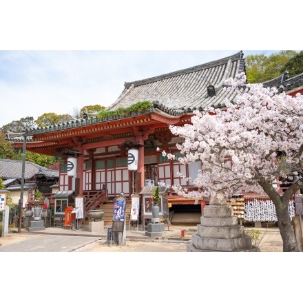 桜咲く浄土寺本堂