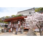 桜咲く浄土寺本堂