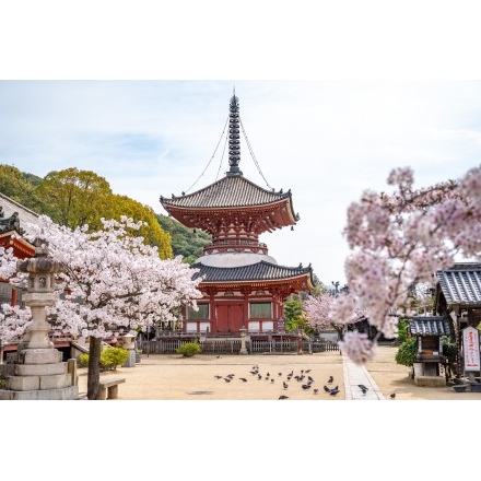 桜咲く浄土寺多宝塔