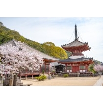 桜咲く浄土寺多宝塔