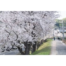 春の黒崎水路