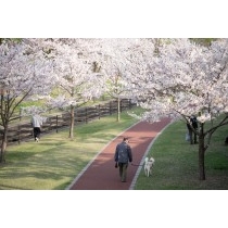 春の黒崎水路