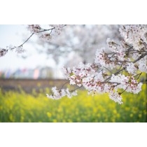 黒崎水路の桜と菜の花