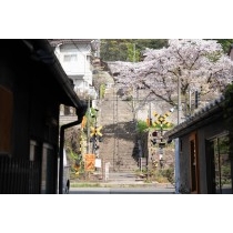 桜咲く持光寺の参道