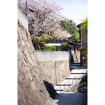 桜が咲く路地の風景