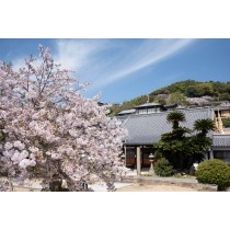 宝土寺の桜と本堂