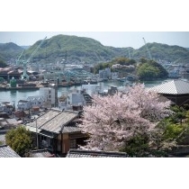 尾道市街地の桜風景