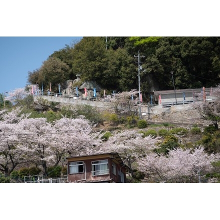 千光寺参道の桜