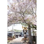 久保八幡神社の桜