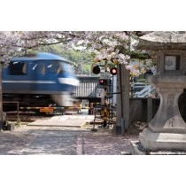 久保八幡神社の桜と貨物列車