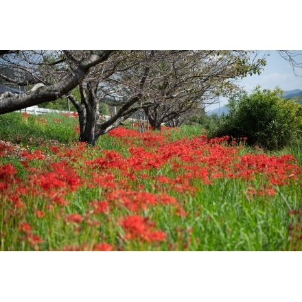 御調川の彼岸花