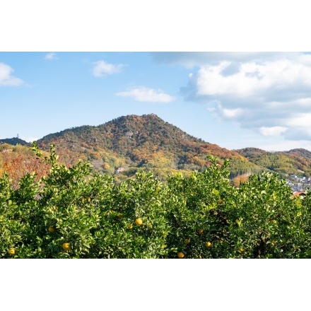 柑橘畑越しに見る紅葉の白滝山