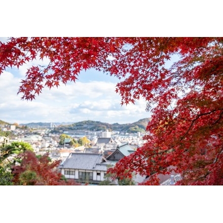 紅葉越しに見る尾道市街地