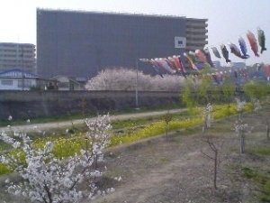 菜の花と桜と鯉のぼりと