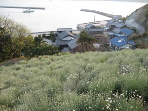 因島の除虫菊