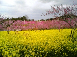 世羅町に行ってきました