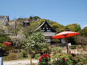 天寧寺と牡丹