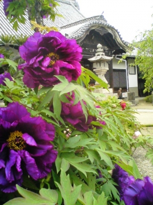 ボタン寺・天寧寺満開