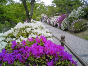 つつじ満開の千光寺