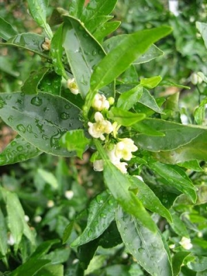 除虫菊とみかんの花クルージング