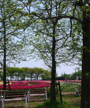 チュウリプ園