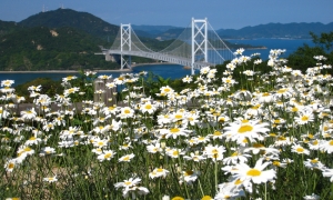 除虫菊と因島大橋