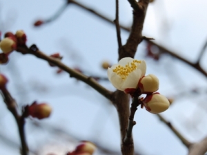 大山寺の梅の花