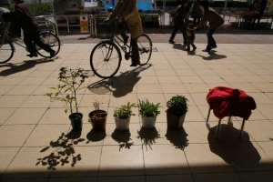 鉢植えの日向ぼっこ