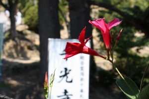 尾道の夏