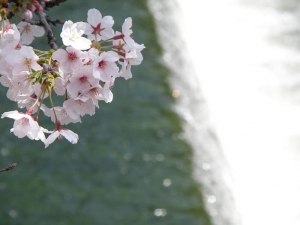 満開の桜土手