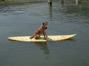 サーフ犬