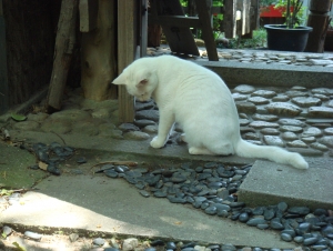 尾道の招き猫？