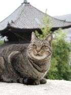 天寧寺　猫