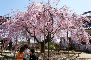 天寧寺の枝垂桜