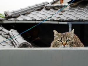 尾道にゃんこ。