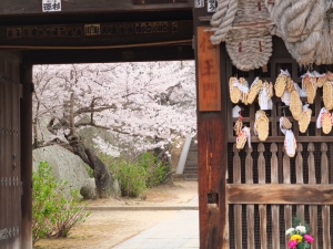 西国寺、仁王門からの桜