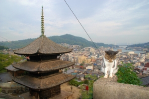 猫と寺