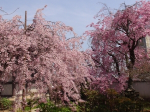 枝垂桜