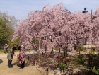 天寧寺の枝垂桜