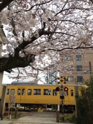 桜と電車