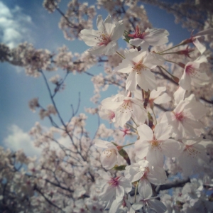 千光寺公園の桜