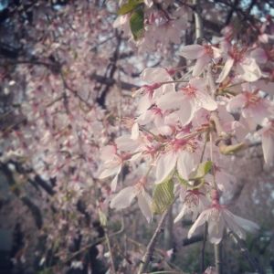 天寧寺枝垂桜