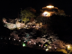 桜咲く夜の展望台