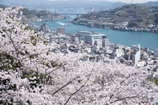 尾道の桜開花状況をご紹介しています