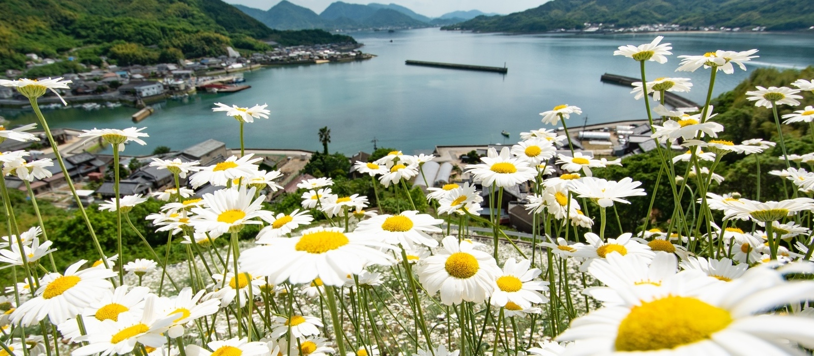 5月初旬頃になると、因島重井西港斜面の段々畑等で、除虫菊が見頃を迎えます！
