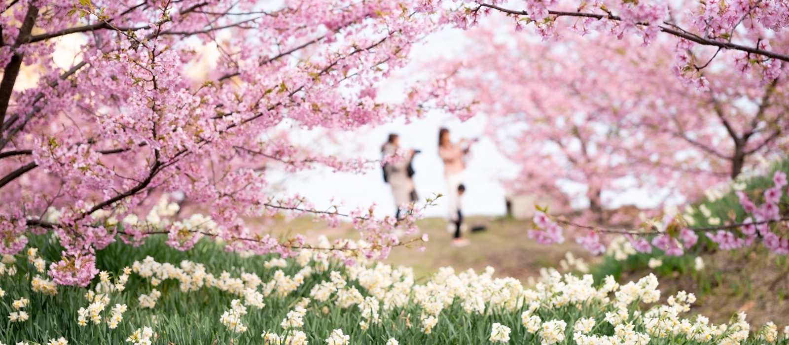 因島の南東部・地蔵鼻の「船隠し公園」。河津桜と水仙が彩る風景とともに、瀬戸内海の穏やかな景色をご堪能ください。