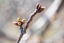 河津桜のつぼみ