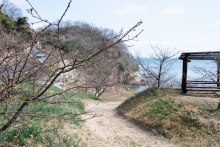 公園全体の様子です　見頃は2月末前後になりそうです