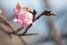 ひなたの枝には数輪花が咲いているのを見つけることができました