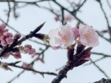 大漁桜も咲き始めました。